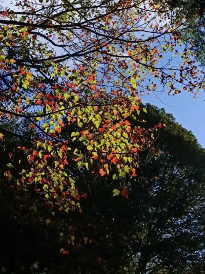 大雪山楓紅